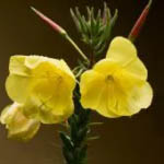 Aceite de onagra: el poder embellecedor de las flores amarillas