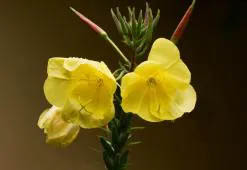 Aceite de onagra: el poder embellecedor de las flores amarillas